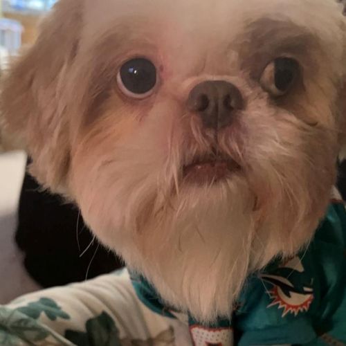 Gizmo logo
